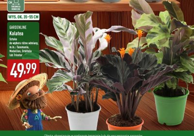 Kalatea  promocja w Aldi