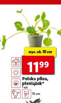 Pilea pieni膮偶ek 18 cm promocja