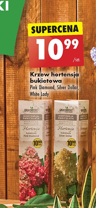Hortensja silver dollar Gardenic promocja