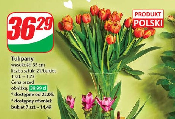 Tulipan 35 cm promocja
