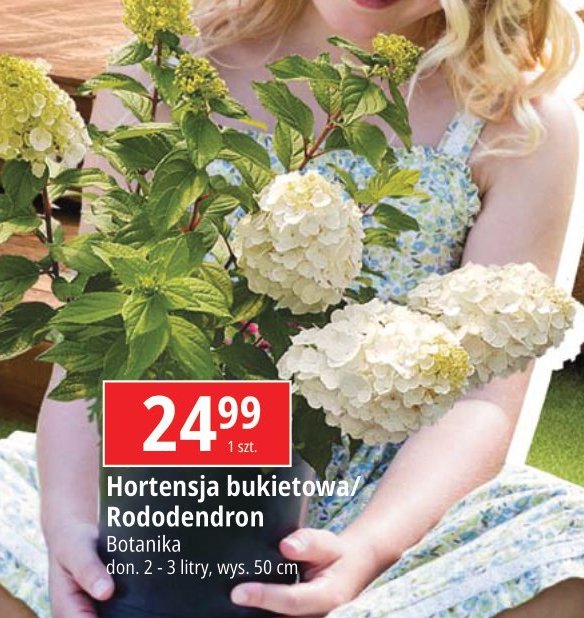 Hortensja Botanika promocja