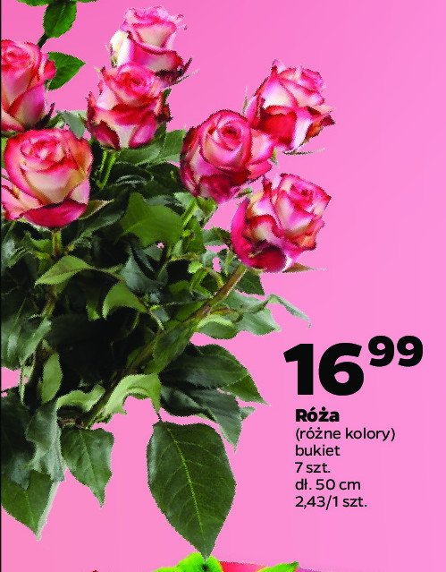 Róże bukiet 50 cm promocja