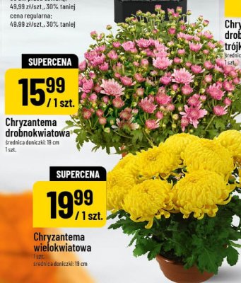 Chryzantema drobnokwiatowa średnica doniczki 18 cm promocja w POLOmarket