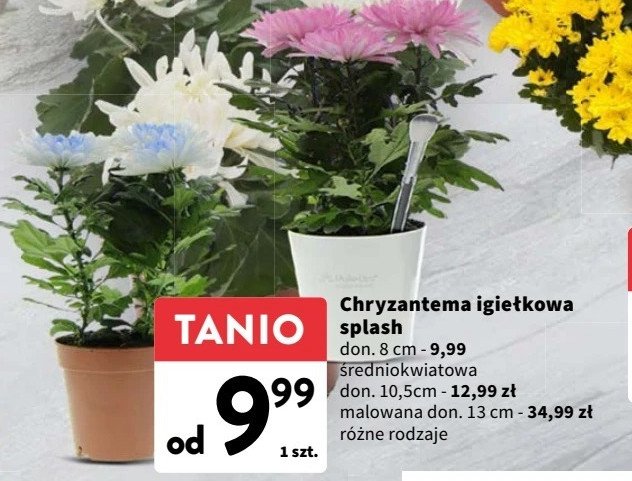 Chryzantema igie艂kowa splash don. 8 cm promocja