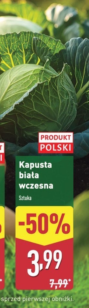 Kapusta biała młoda promocja w Aldi