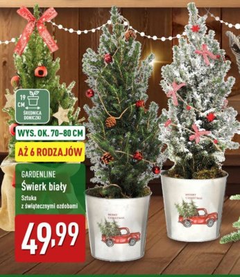 Świerk biały promocja w Aldi