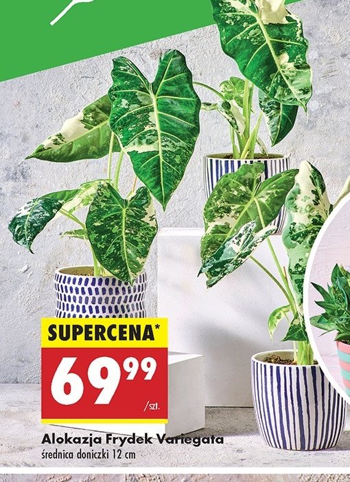 Alokazja frydek variegata promocja