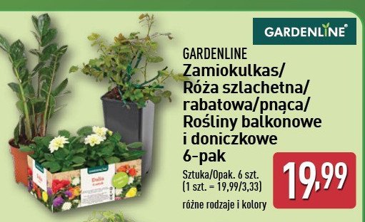 Zamiokulkas GARDEN LINE promocja