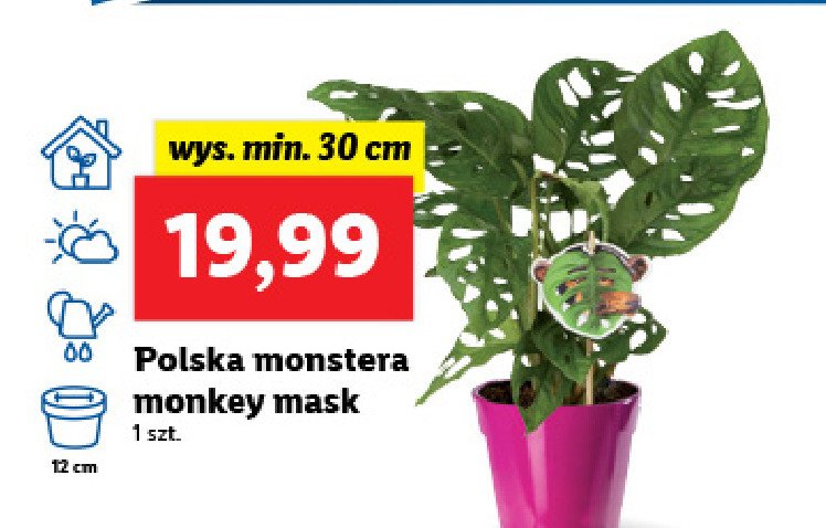 Monstera monkey mask 30 cm promocje
