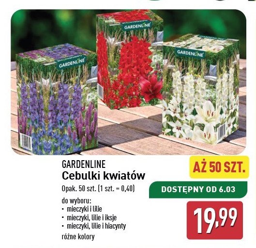 Cebulki iksje GARDEN LINE promocja w Aldi