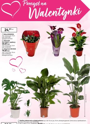 Storczyk MILTONIA 1-pędowy promocja w Leroy Merlin