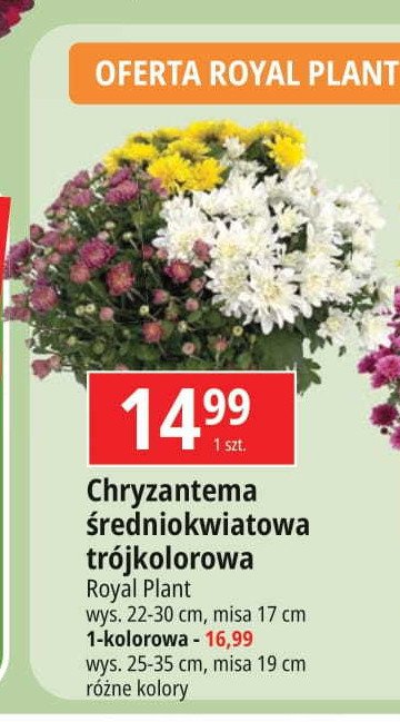 Chryzantema średniokwiatowa 19 cm ROYAL PLANT promocja