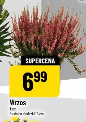 Wrzos promocja w POLOmarket