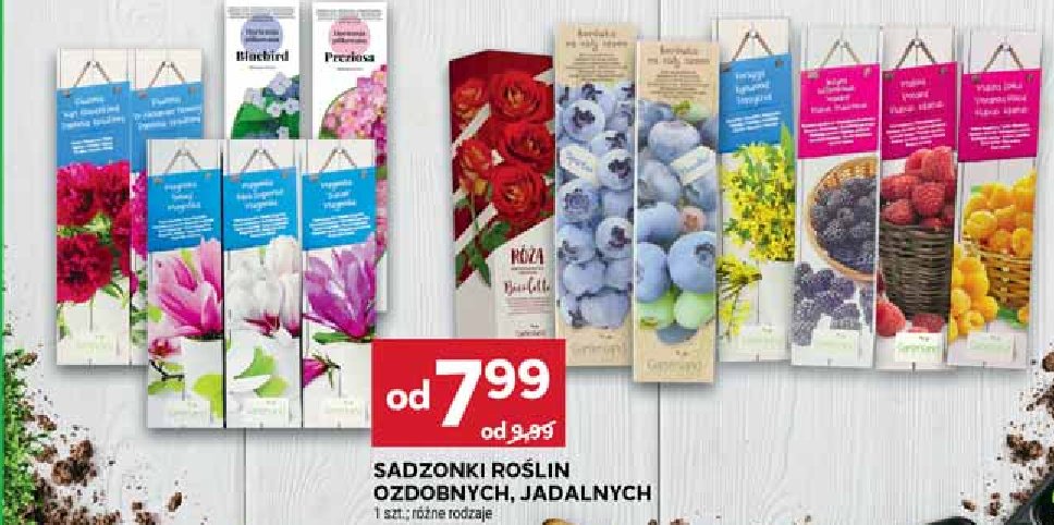 Tulipan promocja w Stokrotka