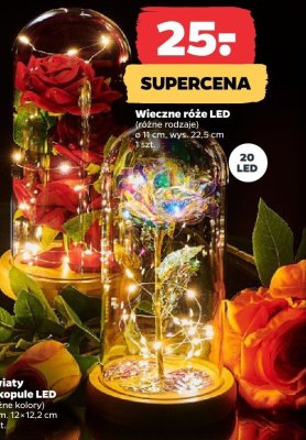 Wieczne róże LED ø11 cm, wys. 22,5 cm, 20 LED promocja w Netto
