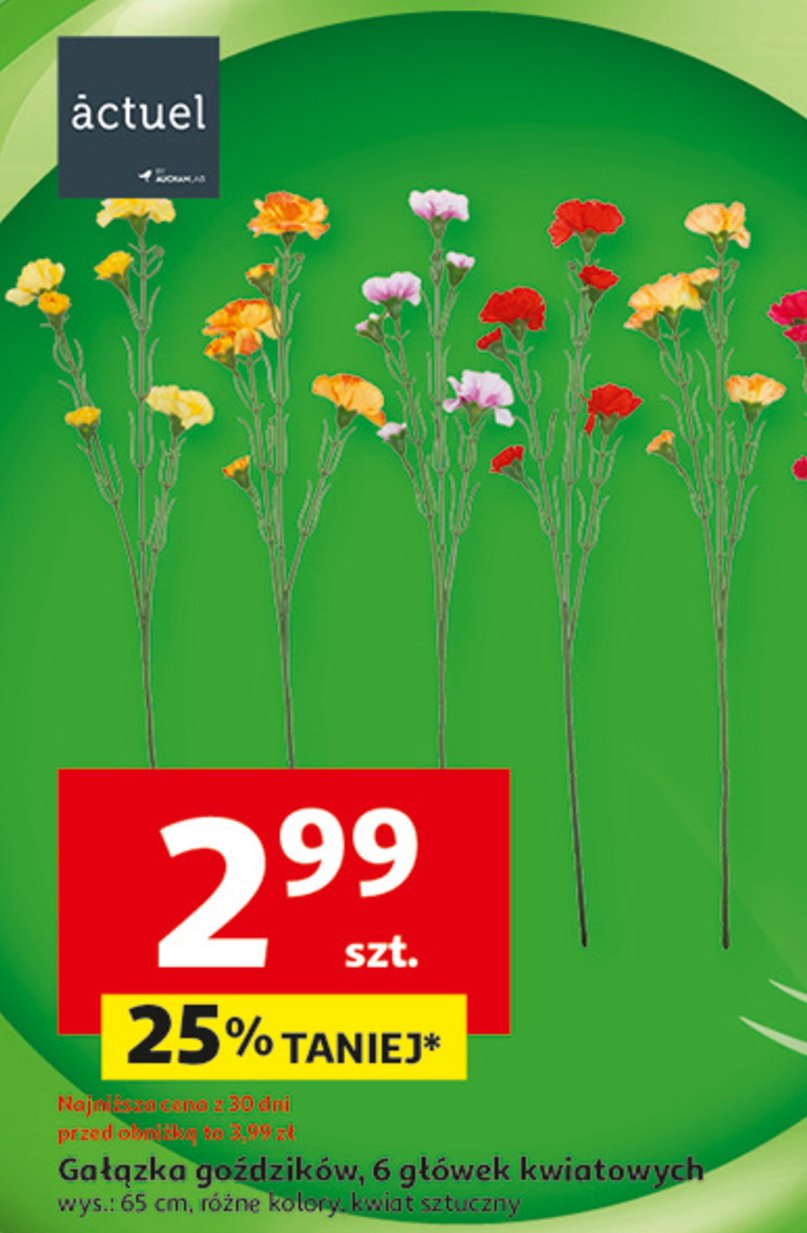 Goździk gałązka 65 cm Actuel promocja w Auchan