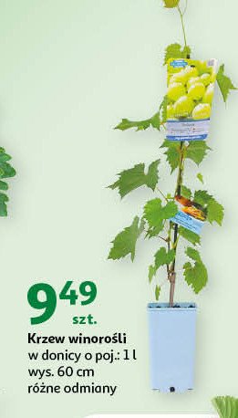 Krzew winorośli w donicy 1 l wys. 60 cm promocja