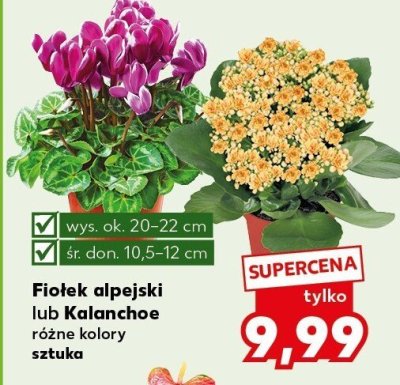 Fiołek alpejski promocja w Kaufland