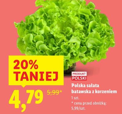 Sałata batawska z korzeniem promocja w Lidl