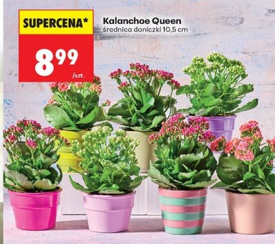 Kalanchoe Queen średnica 10,5 cm promocja w Biedronka