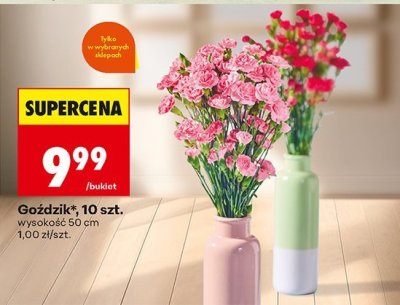 Goździki 10 szt. promocja w Biedronka