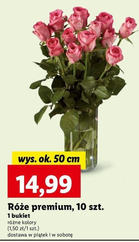 Róże premium 40 cm promocja w Lidl