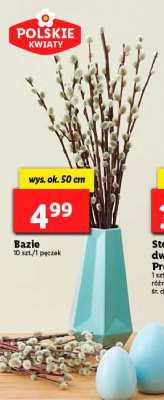 Bazie p臋czek 10 sztuk promocja