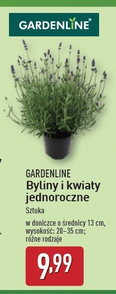Lawenda don. 13 cm GARDEN LINE promocja w Aldi