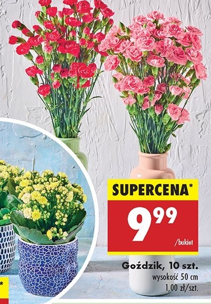 Goździk 50 cm promocja