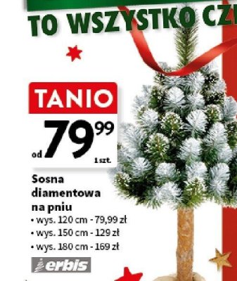 Sosna diamentowa na pniu promocja w Intermarche
