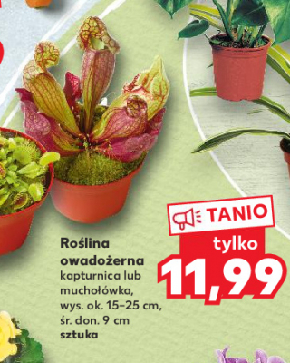 Kapturnica wys. 15-25 cm promocja