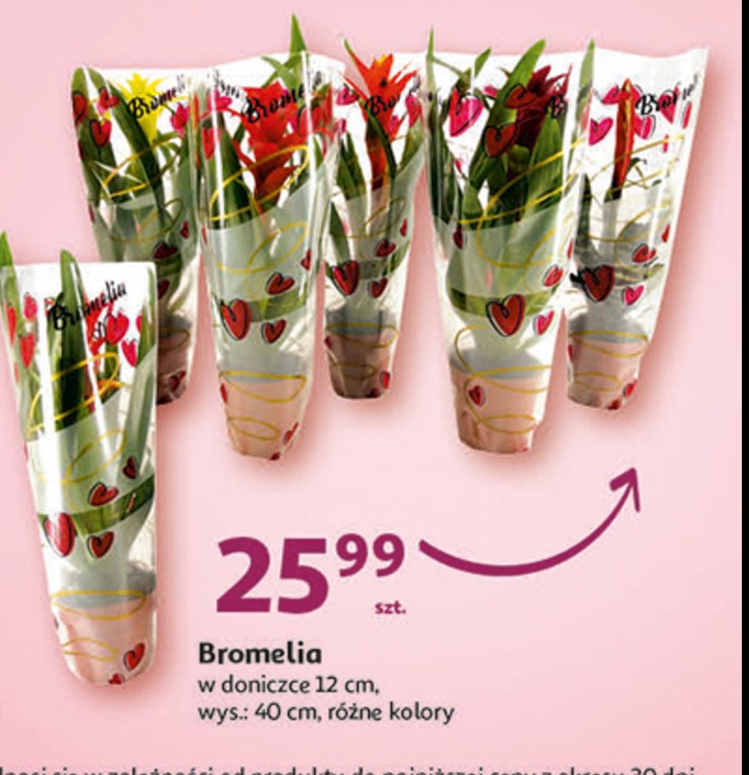 Bromelia mix w don. 12 cm promocja