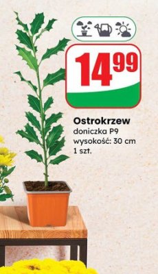 Ostrokrzew doniczka P9  promocja w Dino