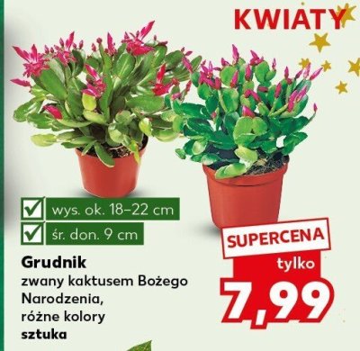 Grudnik zwany kaktusem Bożego Narodzenia, różne kolory  promocja w Kaufland