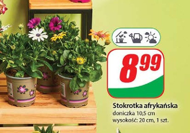 Stokrotka afryka艅ska promocja