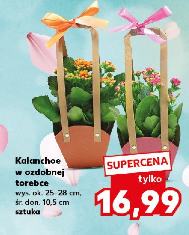 Kalanchoe w ozdobnej torebce 10.5 cm promocja w Kaufland