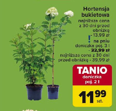 Hortensja bukietowa don. 2 l promocja