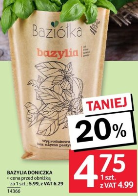 Bazylia doniczka promocja w Selgros
