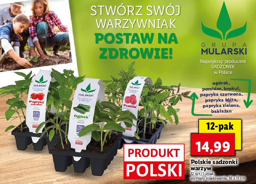 Sadzonki bak艂a偶ana Mularski promocja