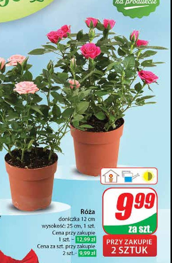 Róża don. 12 cm promocja