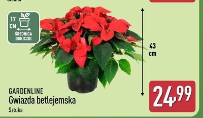 Gwiazda betlejemska promocja w Aldi