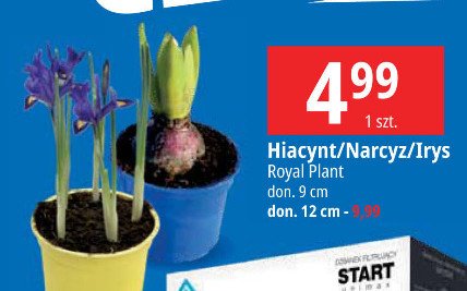 Hiacynt don. 9 cm ROYAL PLANT promocja