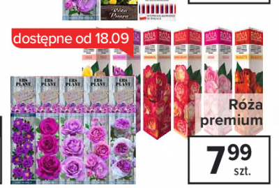R贸偶a premium lila wunder promocja