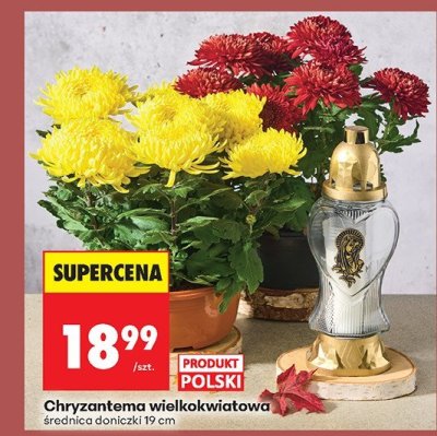 Chryzantema promocja w Biedronka