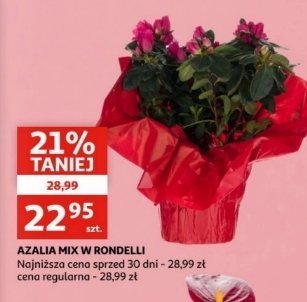 Azalia promocja