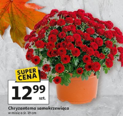 Chryzantema samokrzewiąca promocja w Auchan