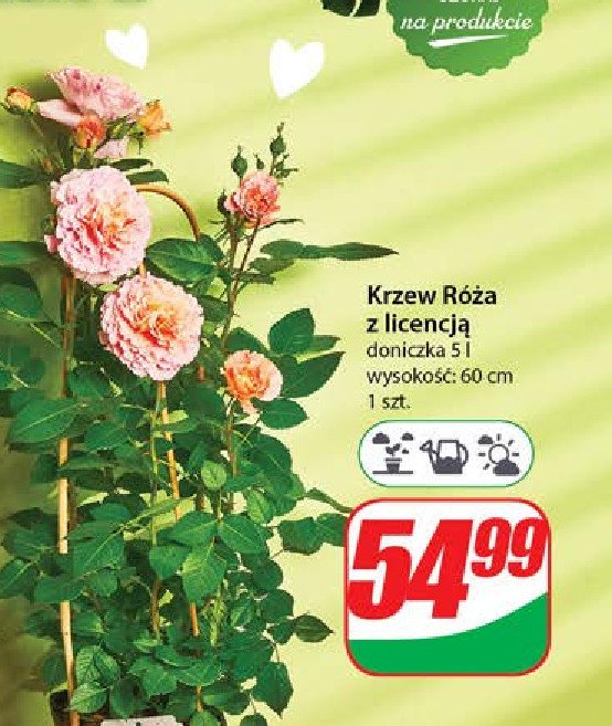 R贸偶a ogrodowa 5 l promocja