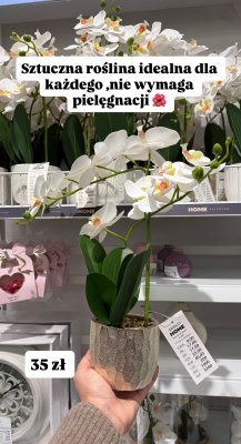 Storczyk Sztuczna roślina w doniczce promocja w Pepco