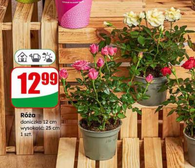 Róża doniczka 12 cm promocja w Dino