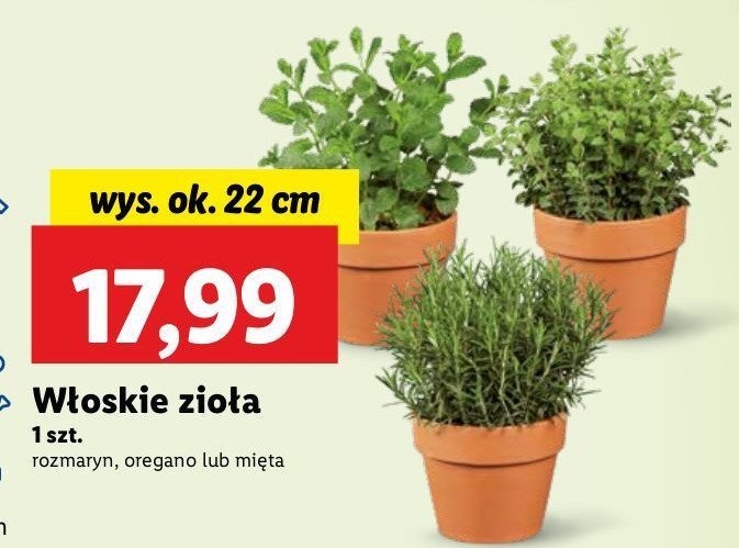 Rozmaryn promocja